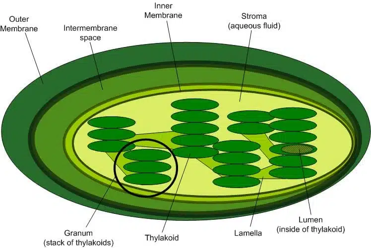 Chloroplast structure