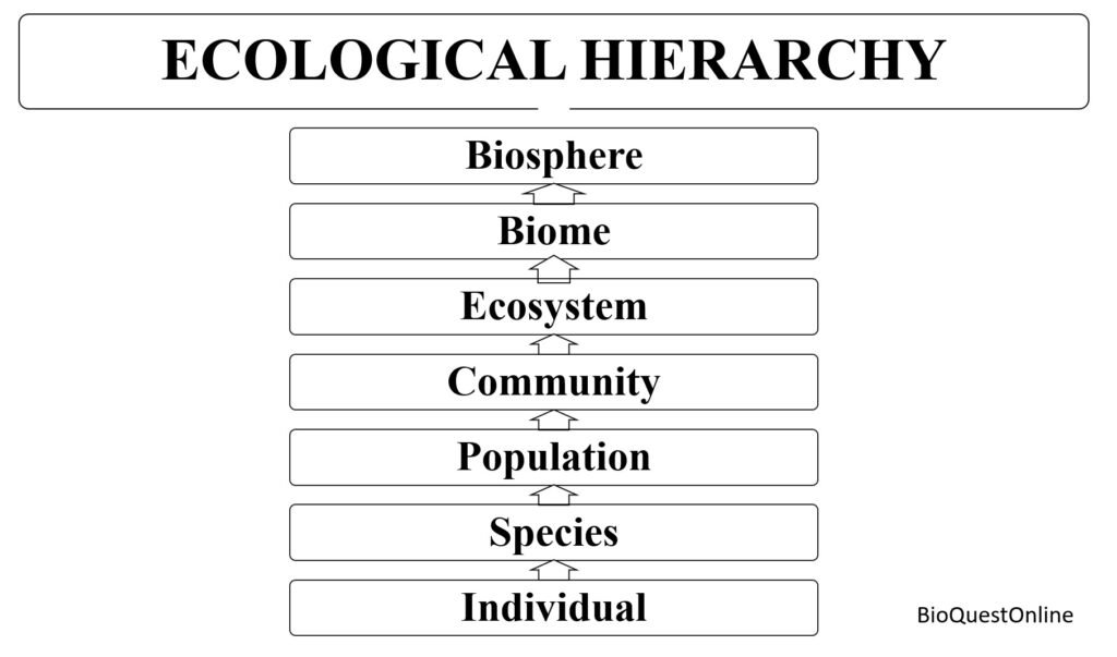 ecological hierarchy