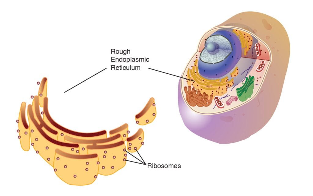 endoplasmic reticulum - rough endoplasmic reticulum