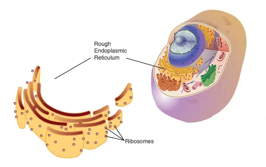 endoplasmic reticulum - smooth endoplasmic reticulum