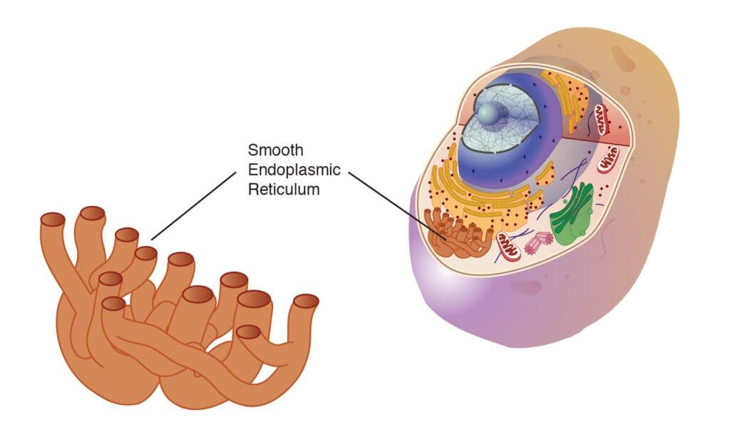 endoplasmic reticulum - smooth endoplasmic reticulum