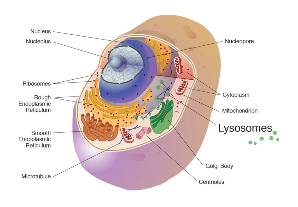lysosome structure