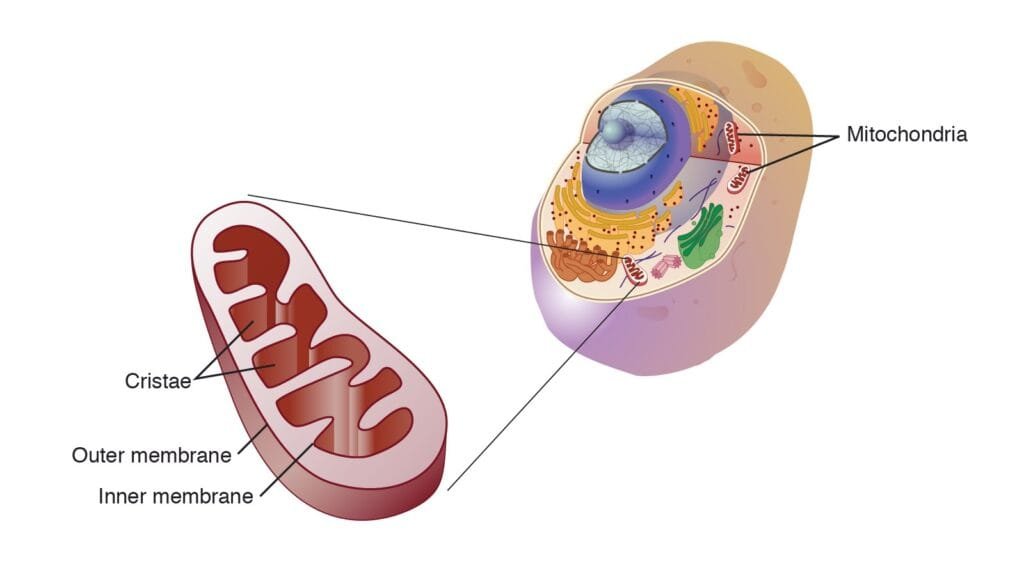 Mitochondria; Mitochondria structure