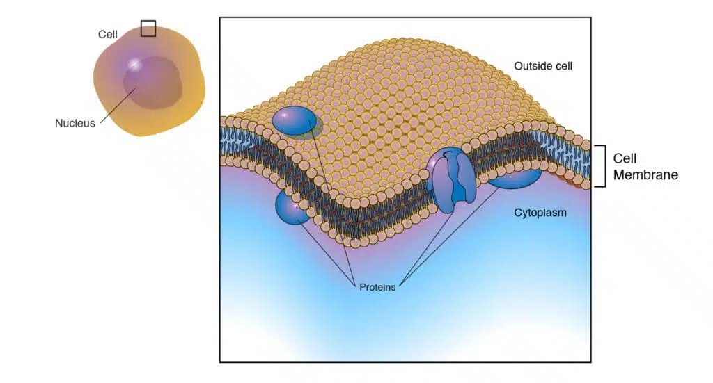 Plasma membrane structure