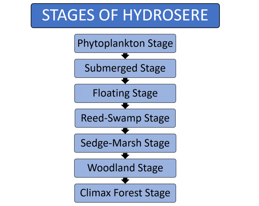 stages of hydrosere