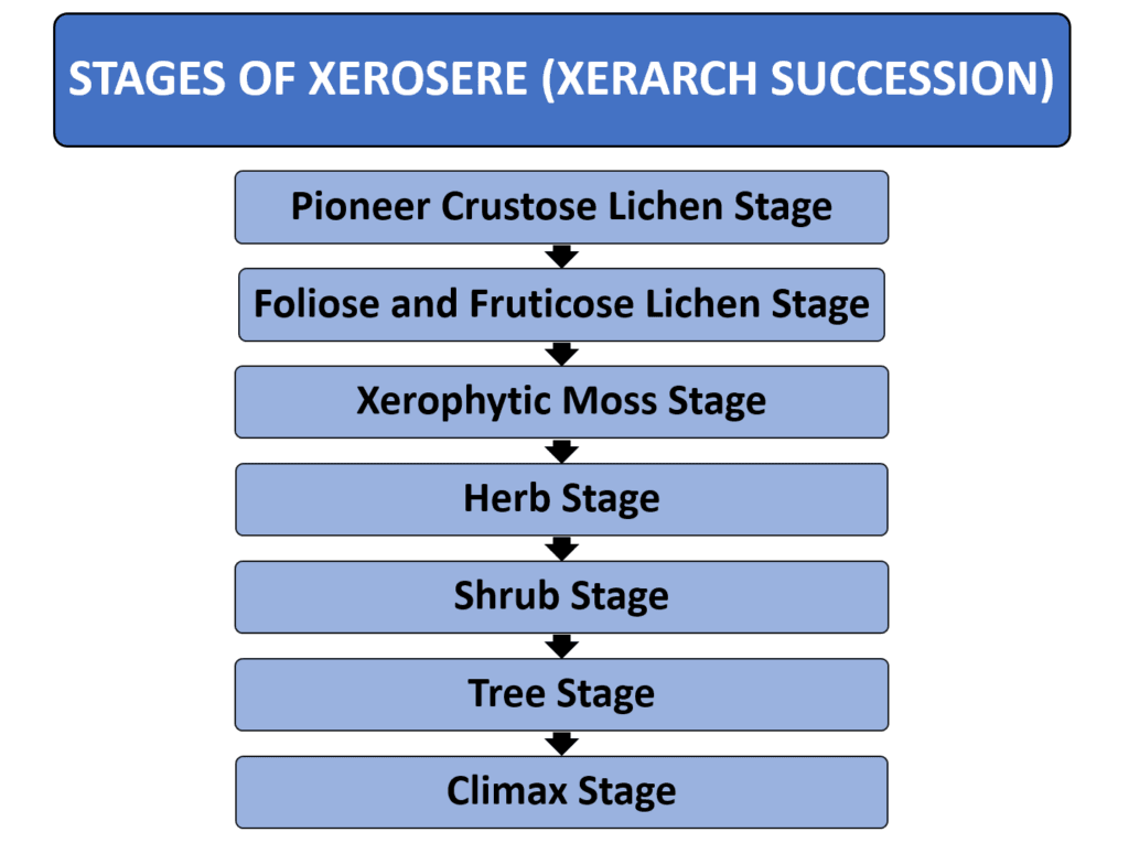 stages of xerosere