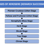 stages of xerosere