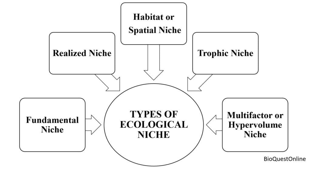 Ecological Niche; Types, Importance And Examples - BioQuestOnline