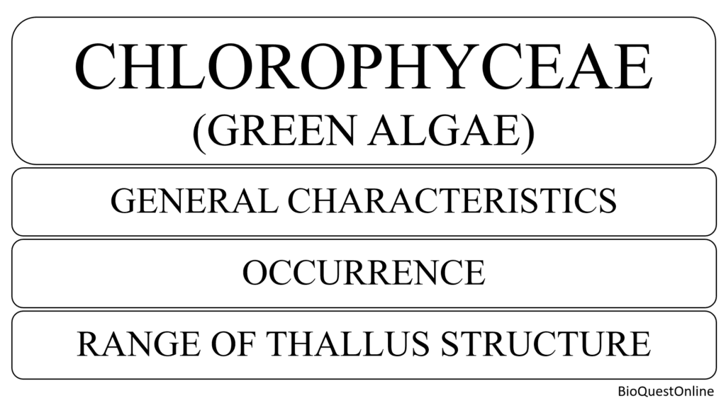 Chlorophyceae; Characteristics And Range Of Thallus Structure ...