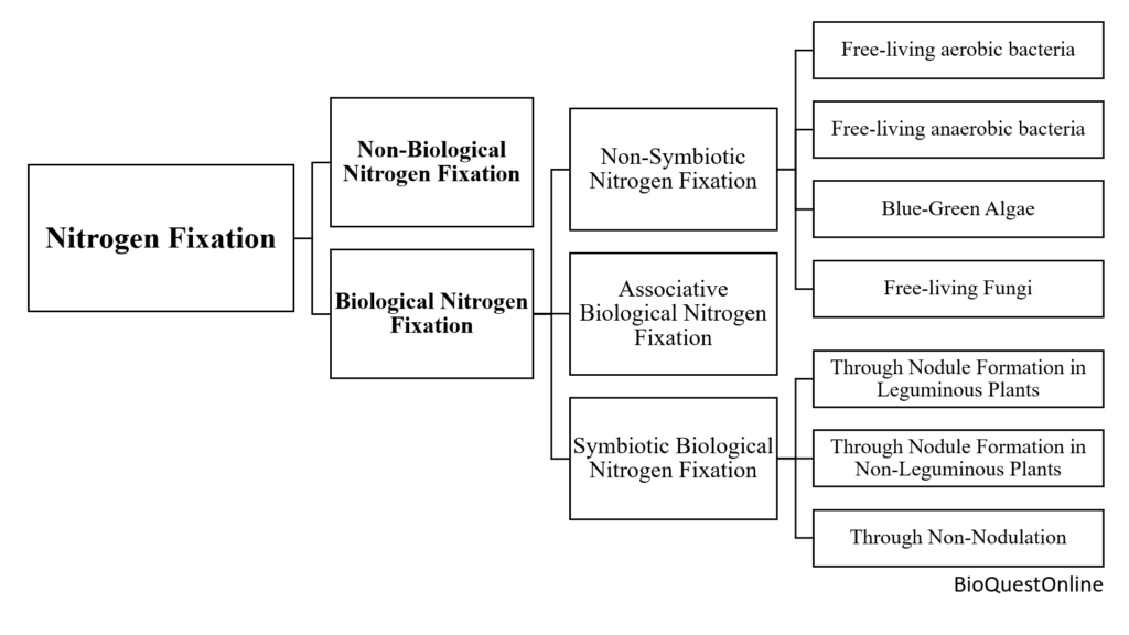 nitrogen fixation and types of nitrogen fixation (non biological nitrogen fixation and biological nitrogen fixation)