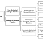 nitrogen fixation and types of nitrogen fixation (non biological nitrogen fixation and biological nitrogen fixation)