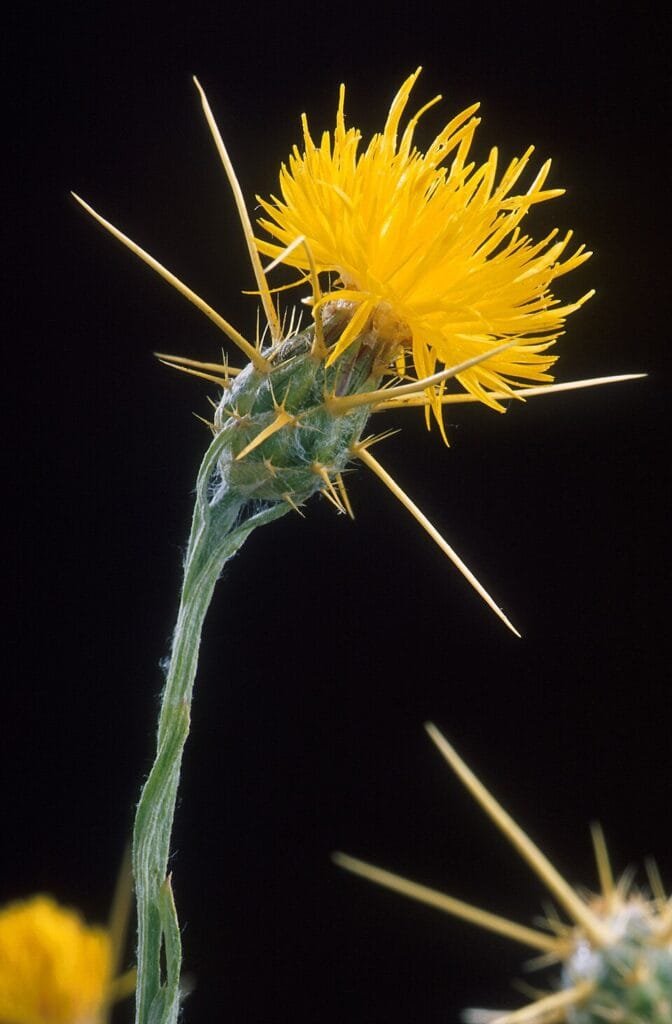 Invasive Species- Yellow Star Thistle